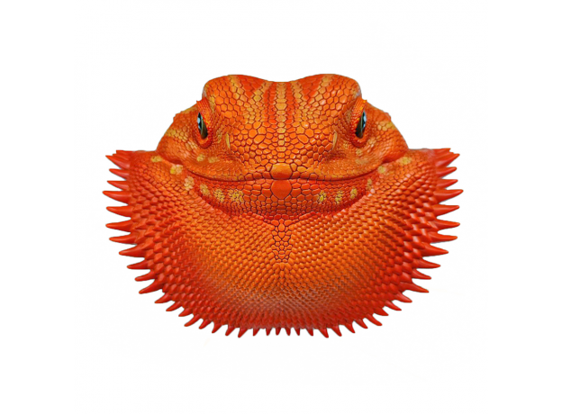 Коллекционная фигурка Бородатая агама оранжевая (pogona vitticeps orange) большая