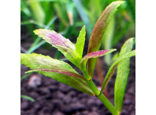 Лимнофила репенс (с грузом) (Limnophila repens)