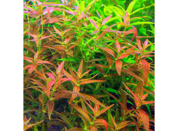 Лимнофила репенс (с грузом) (Limnophila repens)