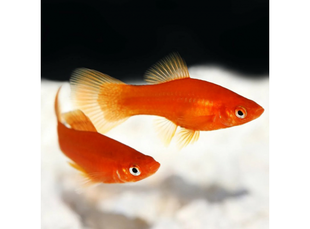 Меченосец красный XL (Xiphophorus helleri)