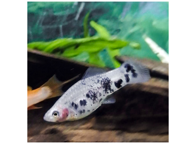 Меченосец черный мраморный (Xiphophorus helleri)