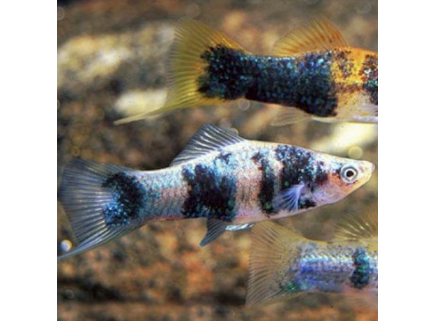 Меченосец черный мраморный (Xiphophorus helleri)