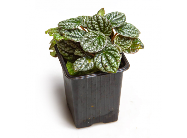 Пеперомия (Peperomia Caperata ‘Burbella‘)