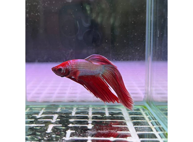 Петушок сиамский Камбоджийский красный (самец) (Betta splendens)