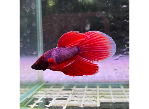 Петушок сиамский Камбоджийский красный (самец) (Betta splendens)