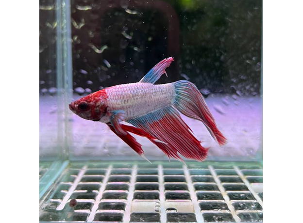 Петушок сиамский Камбоджийский красный (самец) (Betta splendens)