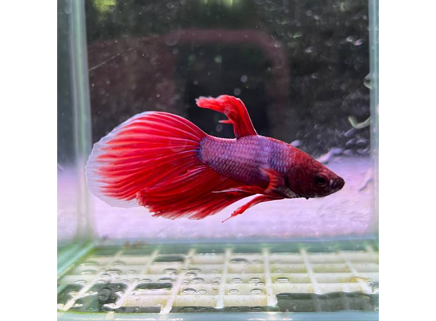 Петушок сиамский Камбоджийский красный (самец) (Betta splendens)