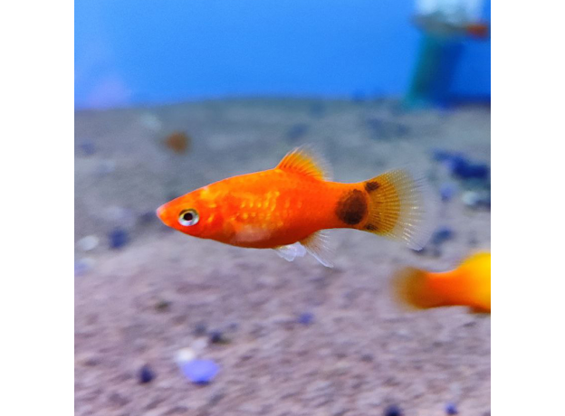 Пецилия красная Микки Маус (Xiphophorus maculatus)