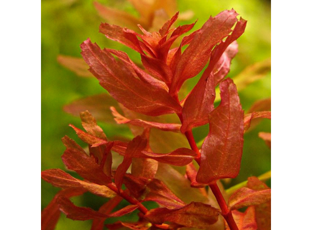 Ротала макрандра (с грузом) (Rotala macrandra) Ротала макрандра (с грузом) (Rotala macrandra)