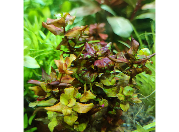 Ротала макрандра (с грузом) (Rotala macrandra) Ротала макрандра (с грузом) (Rotala macrandra)