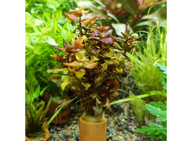 Ротала макрандра (с грузом) (Rotala macrandra) Ротала макрандра (с грузом) (Rotala macrandra)