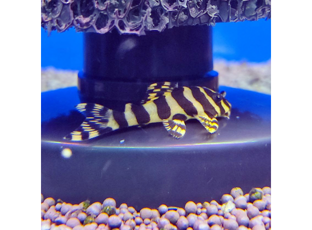 Сом пеколтия компта L134 (Peckoltia compta)