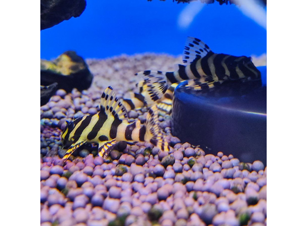 Сом пеколтия компта L134 (Peckoltia compta)