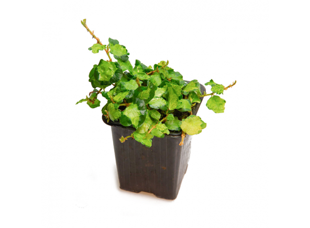 Фикус (Ficus Pumila Tricolor)