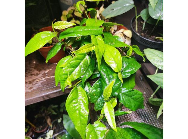 Фикус (Ficus Radicans Green)