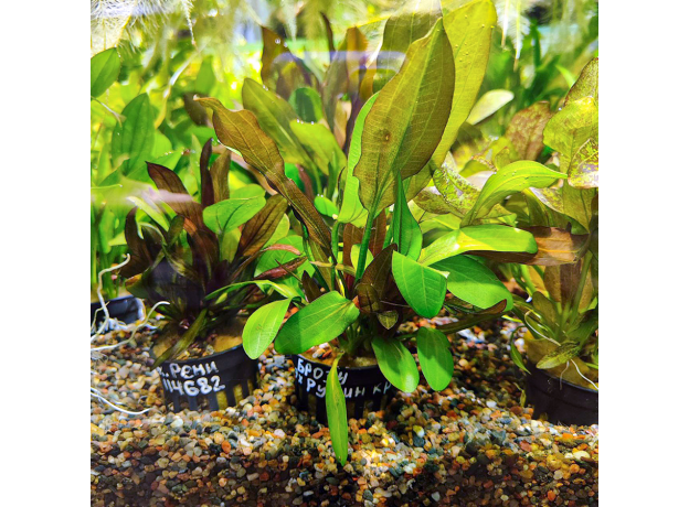 Эхинодорус Рубин Красный (в горшке) (Echinodorus sp. Rubin)