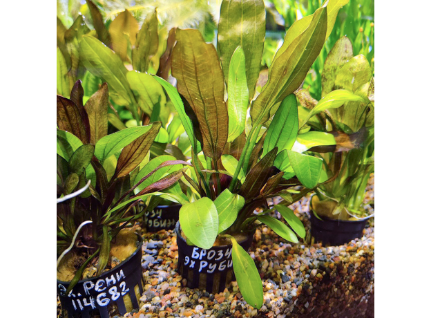 Эхинодорус Рубин Красный (в горшке) (Echinodorus sp. Rubin)