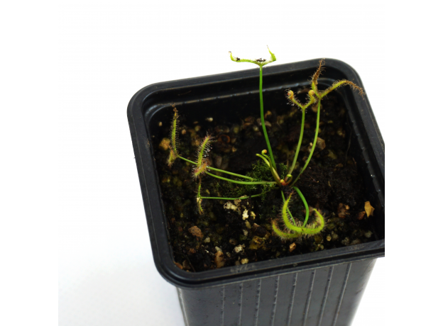 Росянка (Drosera Binata)