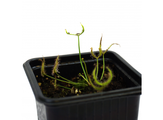 Росянка (Drosera Binata)