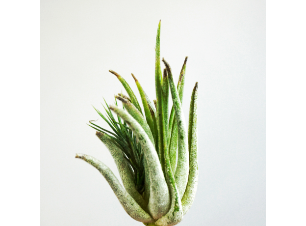 Тилландсия (Tillandsia lonantha Scaposa)