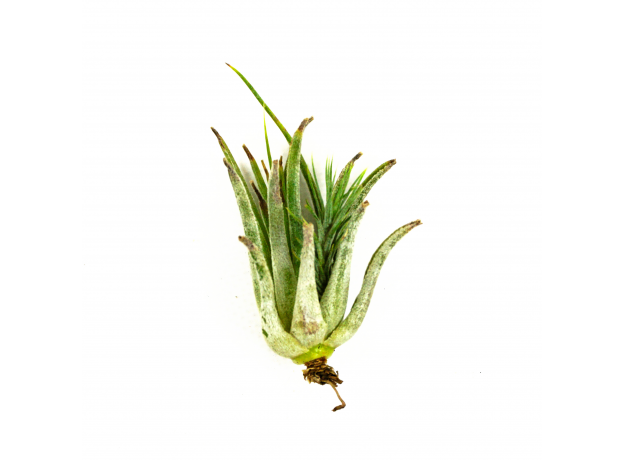 Тилландсия (Tillandsia lonantha Scaposa)