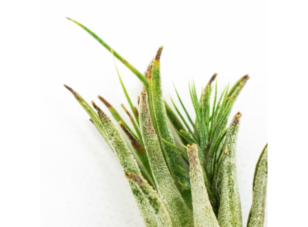 Тилландсия (Tillandsia lonantha Scaposa)