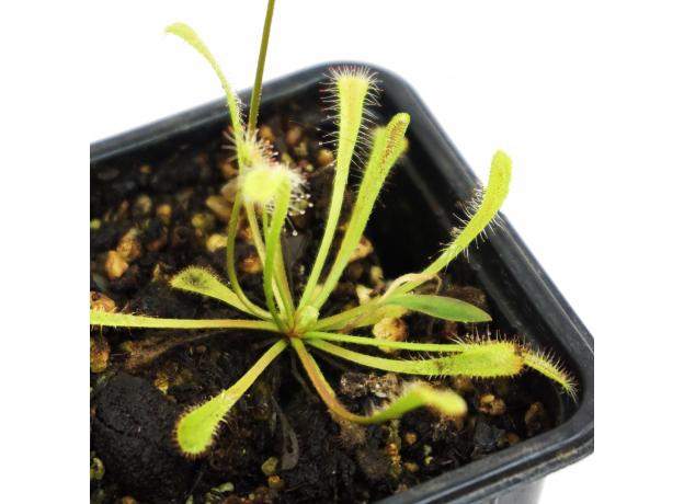 Росянка (Drosera nidiformis)