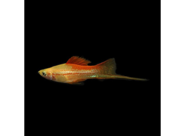 Меченосец ананасовый вилочный L (Xiphophorus hellerii)