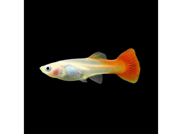 Гуппи Блонди ред (самка) (Poecilia reticulata)