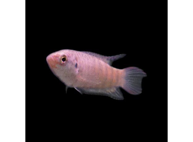 Макропод голубой (Macropodus opercularis)
