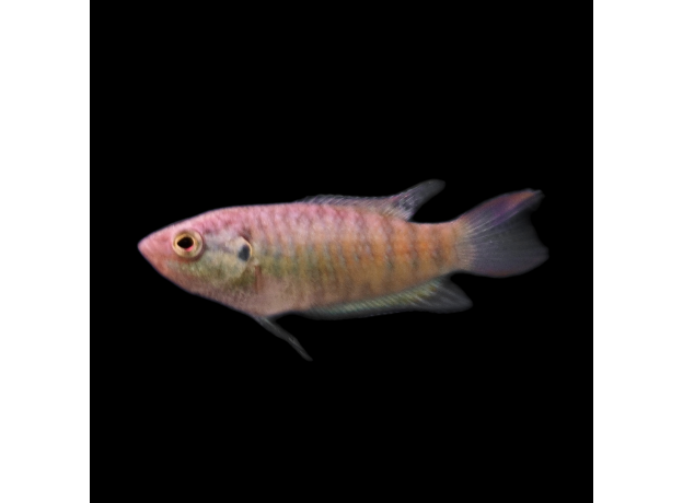 Макропод голубой (Macropodus opercularis)