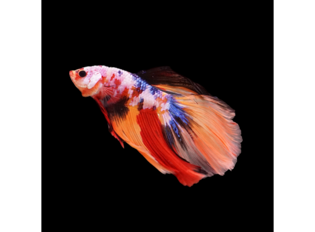 Петушок Супердельта Немо (самец) (Betta splendens)