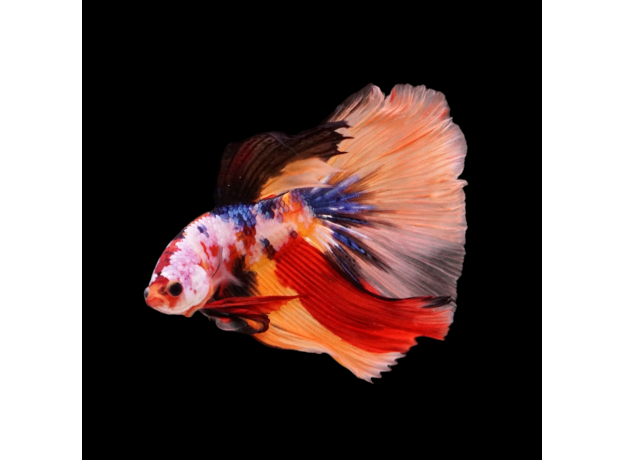Петушок Супердельта Немо (самец) (Betta splendens)