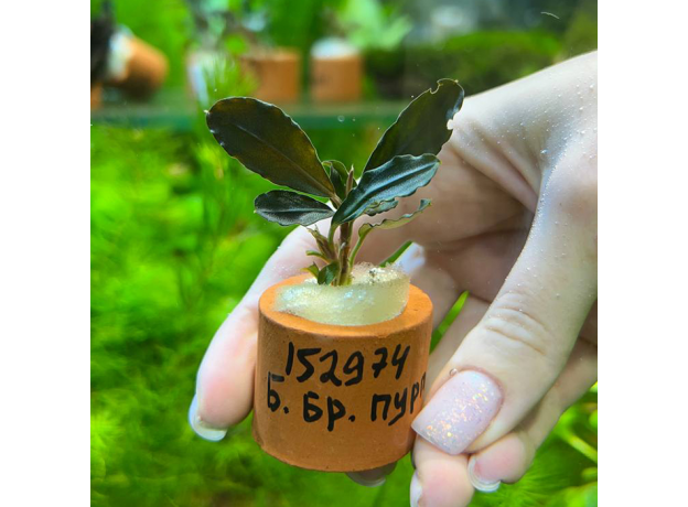 Буцефаландра Брауни Пурпур (ветка) (Bucephalandra sp. Brownie Purple)