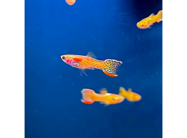 Гуппи Эндлера кобра золотая (самцы) (Poecilia wingei) Гуппи Эндлера кобра золотая (самцы) (Poecilia wingei)