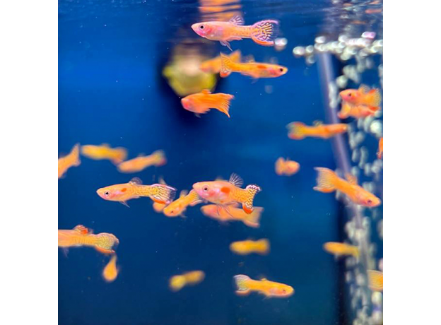 Гуппи Эндлера кобра золотая (самцы) (Poecilia wingei) Гуппи Эндлера кобра золотая (самцы) (Poecilia wingei)