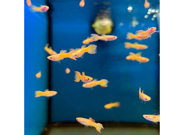 Гуппи Эндлера кобра золотая (самцы) (Poecilia wingei) Гуппи Эндлера кобра золотая (самцы) (Poecilia wingei)