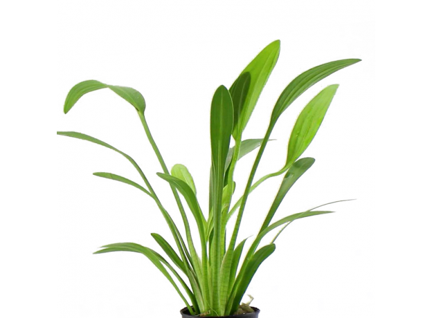 Сагиттария широколистная (в горшочке) (Sagittaria platyphylla)