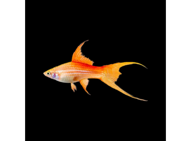 Меченосец ананасовый вилочный L (Xiphophorus hellerii)