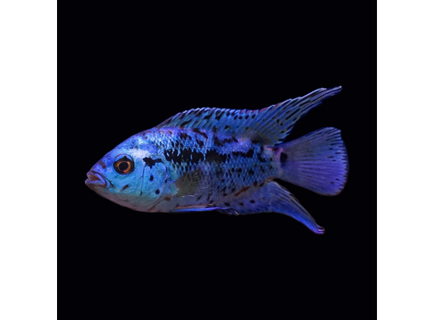 Цихлазома Блю Демпси (S) (Rocio octofasciata «Blue Jack Dempsey»)