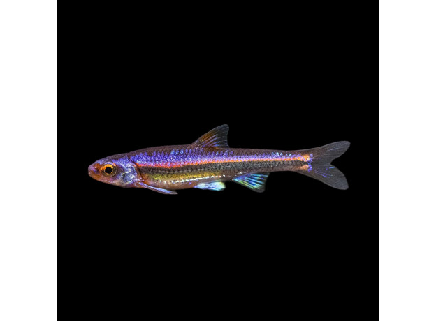 Нотропсис радужный (Notropis chrosomus)