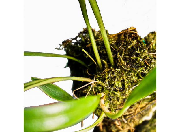 Орхидея (Masdevallia Herradurae S)