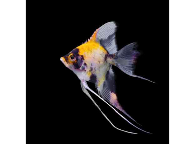 Скалярия трехцветная S (Pterophyllum scalare)