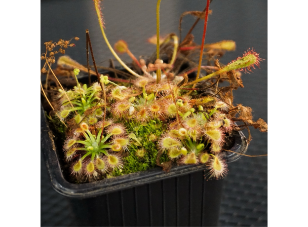 Росянка (Drosera Pulchella x Nitidula)