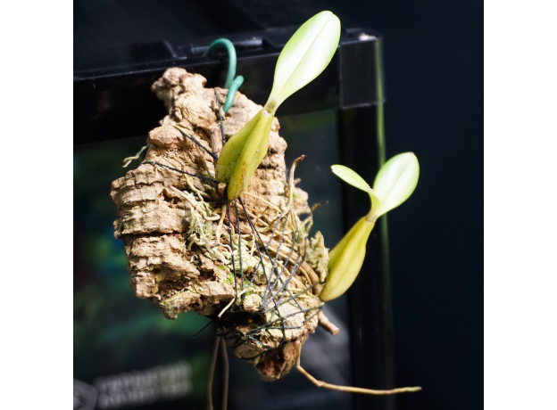 Орхидея (Bulbophyllum Falcatum), S