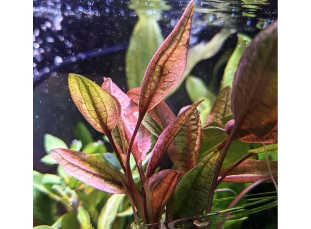 Криптокорина Фламинго (с грузом) (Cryptocoryne sp. Flamingo)
