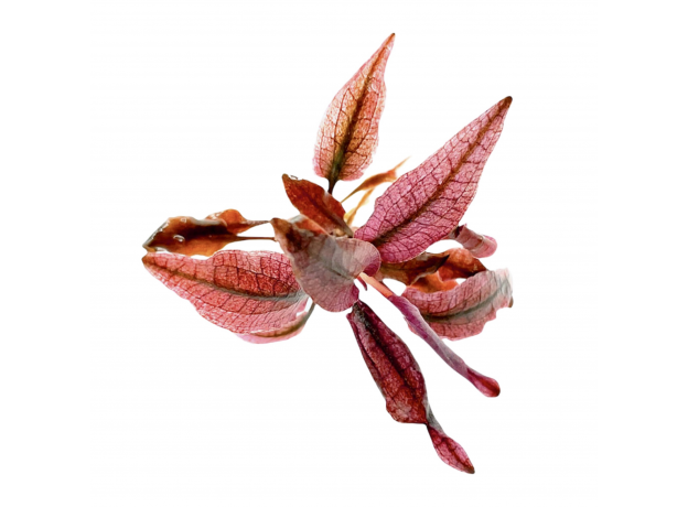 Криптокорина Фламинго (с грузом) (Cryptocoryne sp. Flamingo)