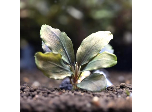 Буцефаландра Роял Ред (ветка) (Bucephalandra sp. Royal Red )