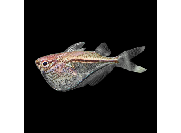 Клинобрюшка платиновая (Thoracocharax securis)