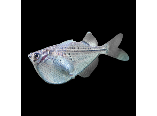 Клинобрюшка платиновая (Thoracocharax securis)